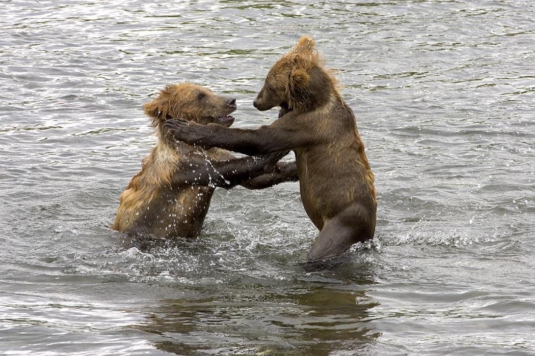 cub fight