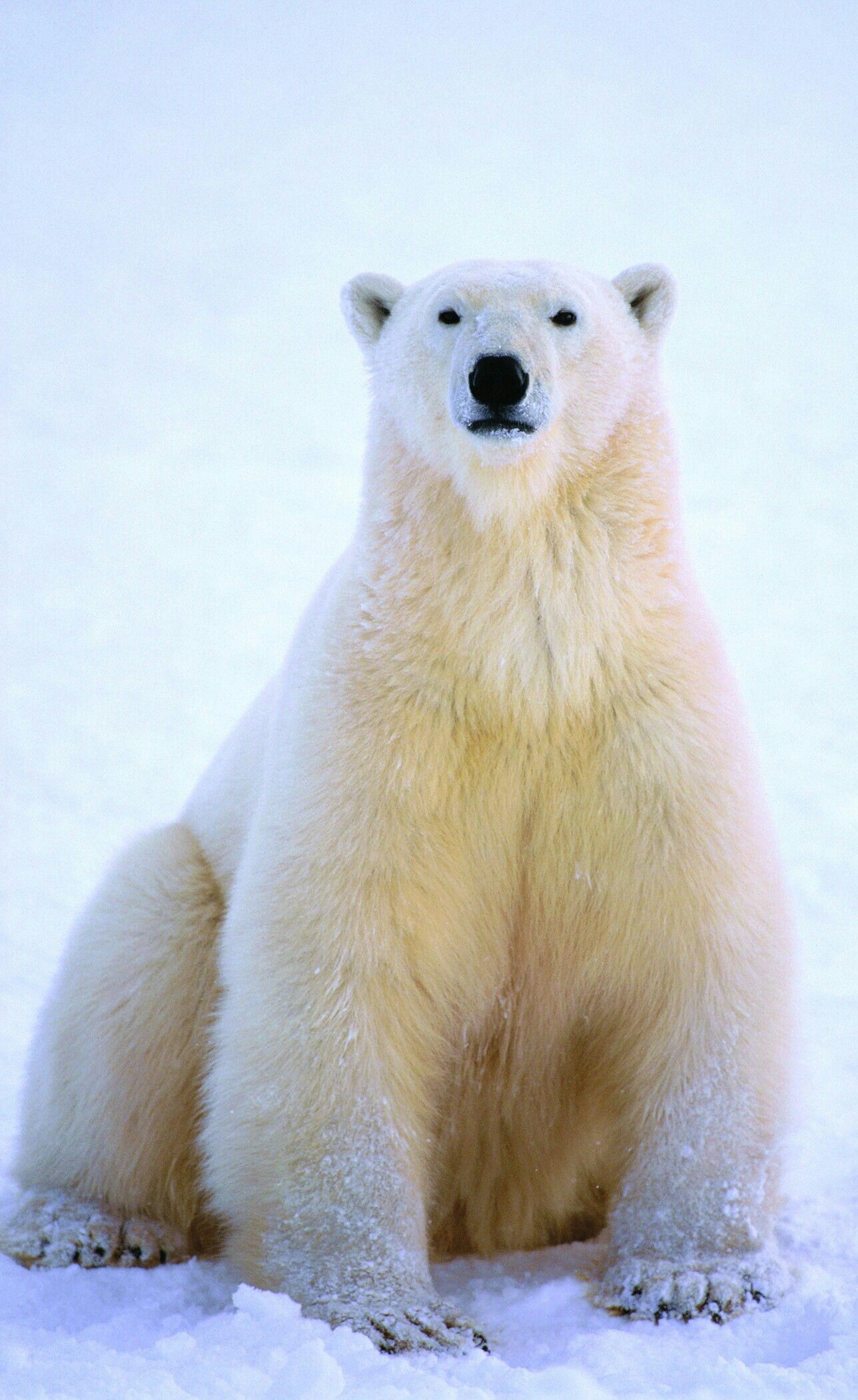 polar bear